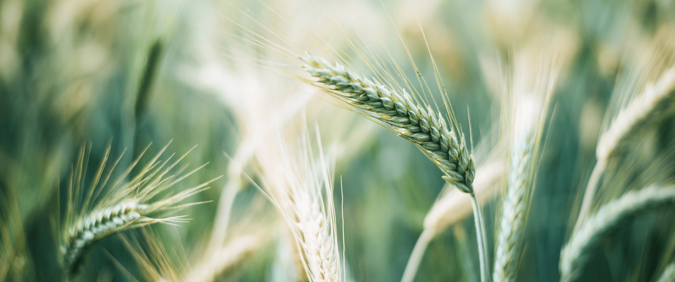 Image d’ambiance Vision 360 – jeunes pousses de blé – gestion agricole optimisée